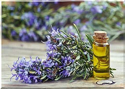 Rosemary oil