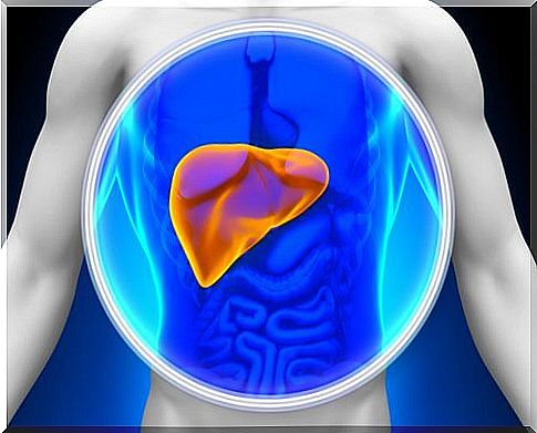 Liver in the human body