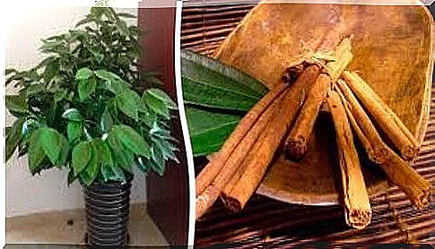 Cinnamon - learn to grow it in your own home