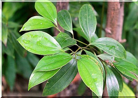 Cinnamon leaves