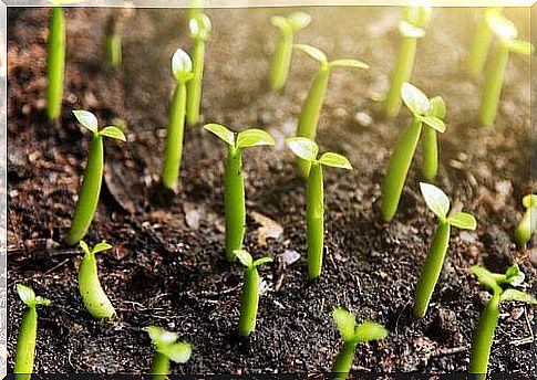 Germinating plants