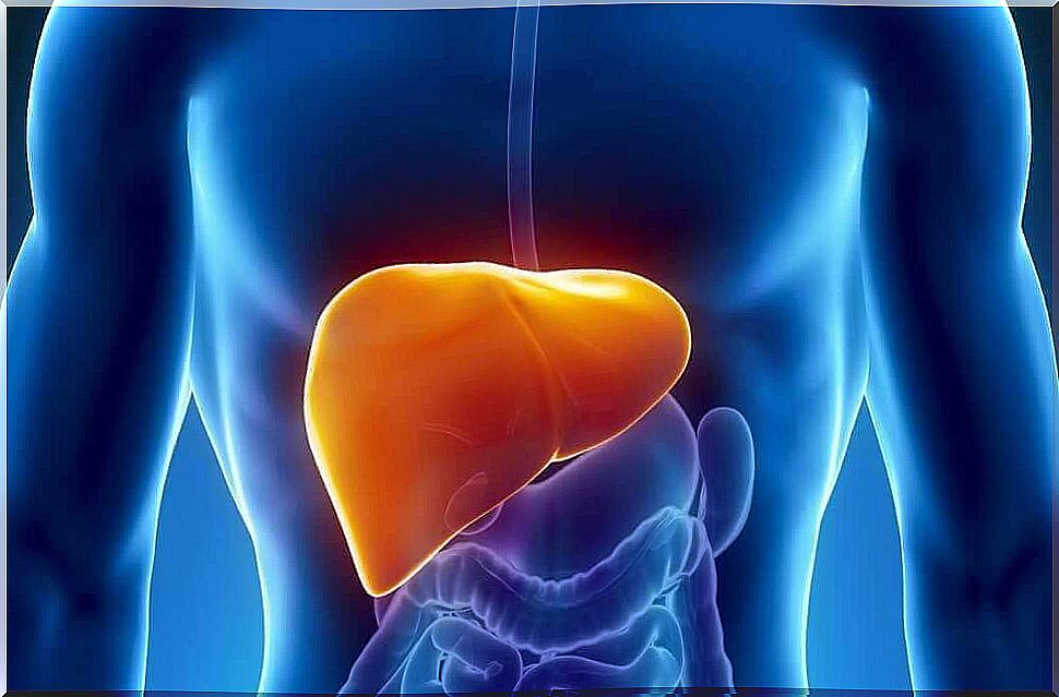 The place of the liver in the body