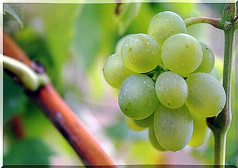 A bunch of green grapes