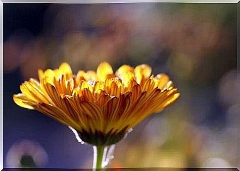 marigold flower