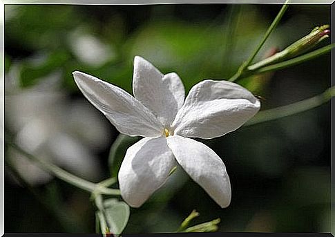 Jasmine helps fight insomnia