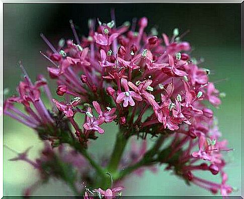 Valerian