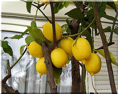 Lemons on the tree