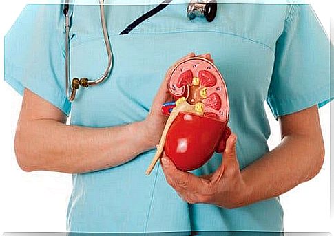 Doctor holding the kidney - CKD