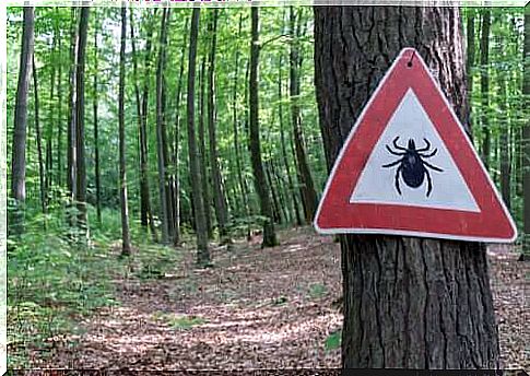 Lyme disease treatment - what is it?