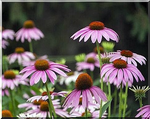 Echinacea flower to boost the immune system