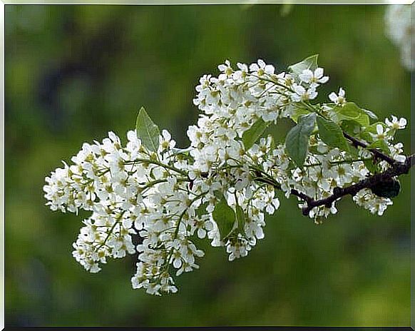 Blooming lilac branches are an excellent remedy for mosquitoes