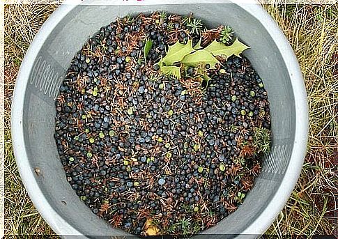 Juniper fruits in a plastic basin - Juniper branches are a great way to fight mosquitoes