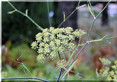 Fennel