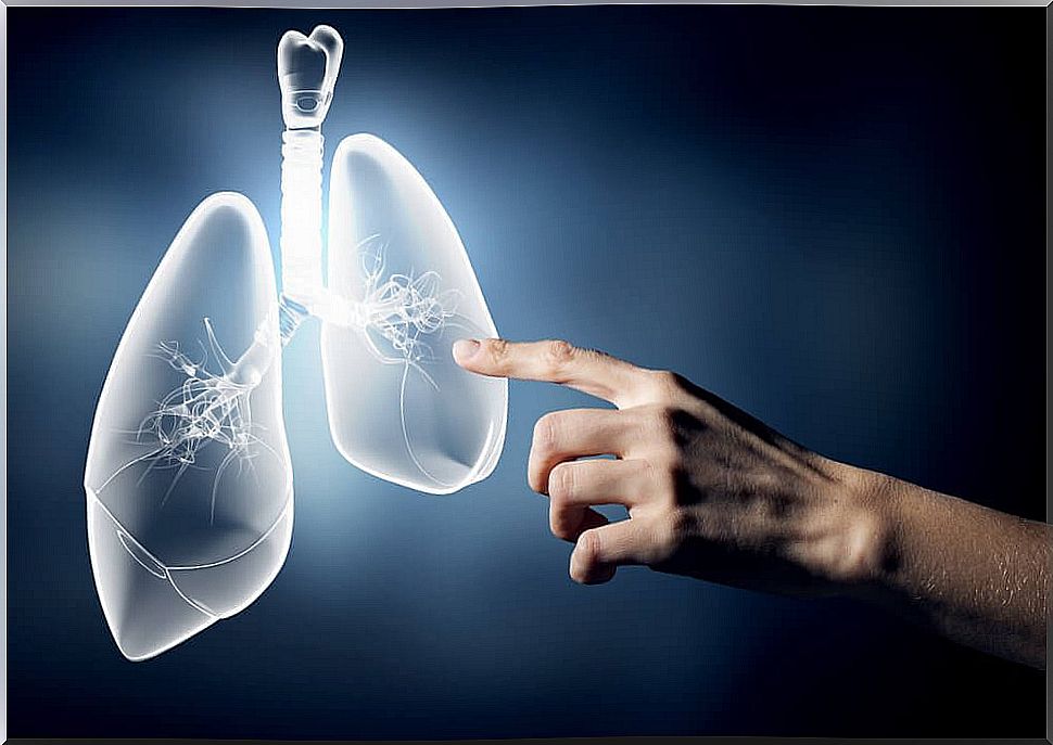 Lung model.