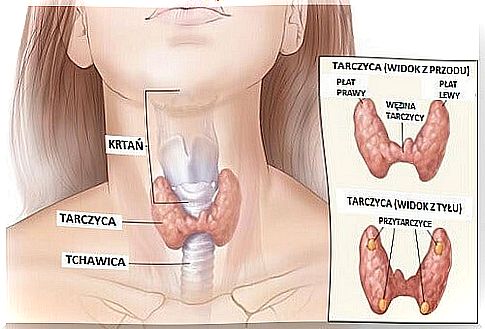 Changes in the thyroid gland, what should we know about them?